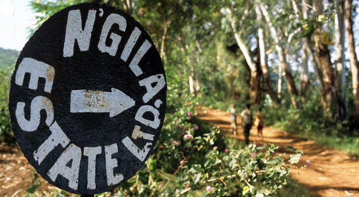 Ngila Estate, Tanzania- Espresso