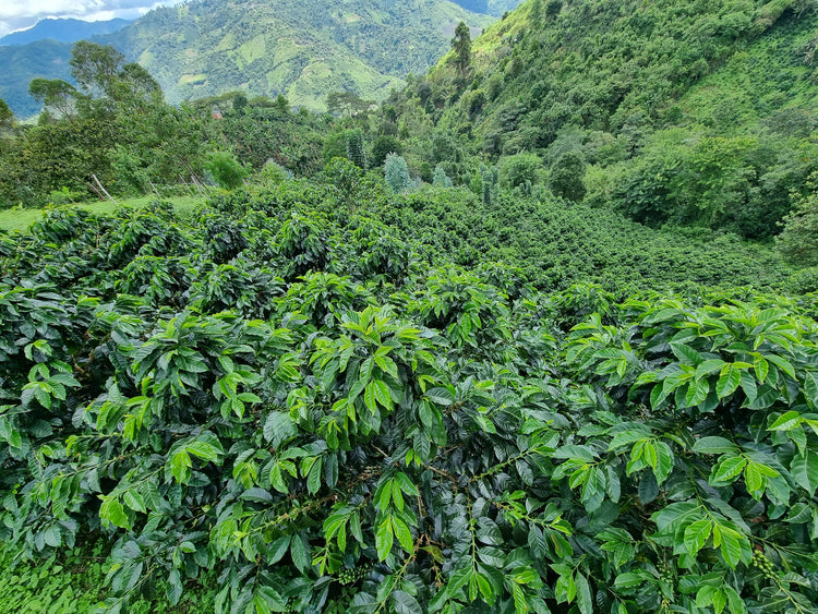 Ayabaca, Peru - Filter