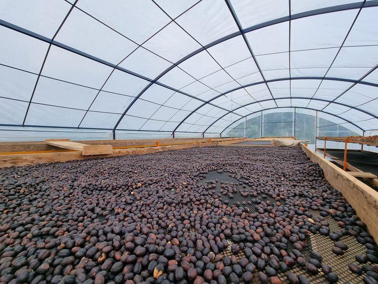 Ayabaca, Peru - Filter