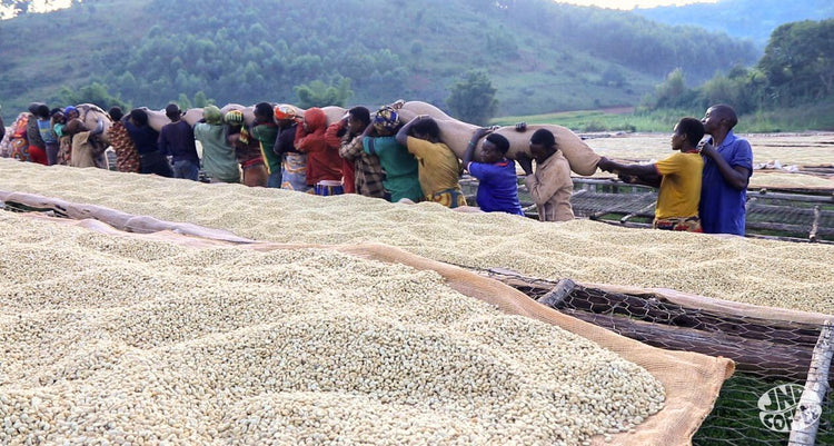 Bahire, Burundi - Espresso