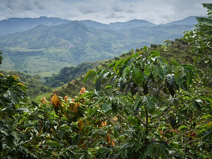 Selección Planadas, Colombia - Filter