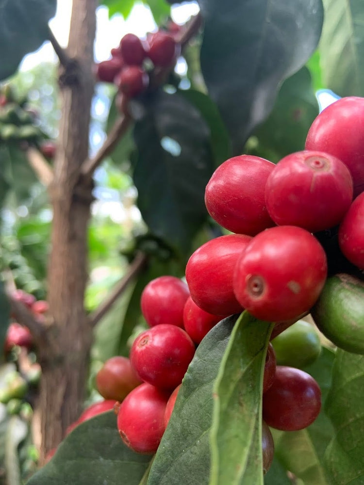 Mabae Peaberry, Kenya - Espresso