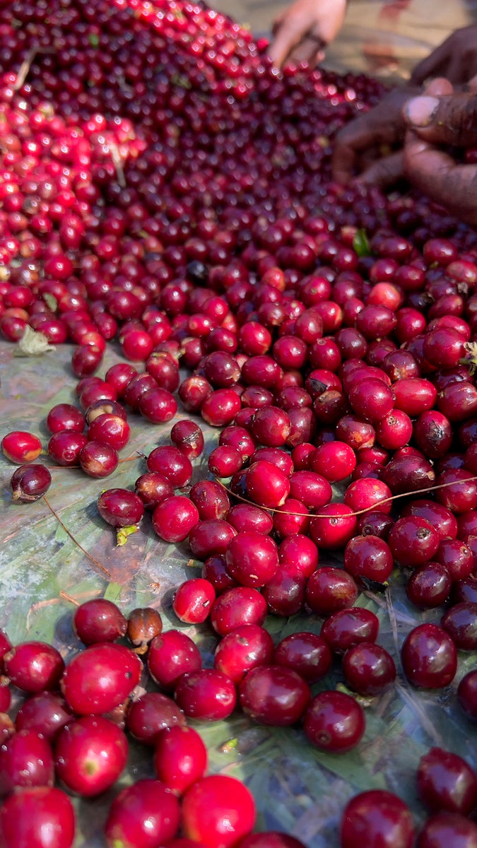 Jose Arnulfo Montiel, El Salvador - Filter