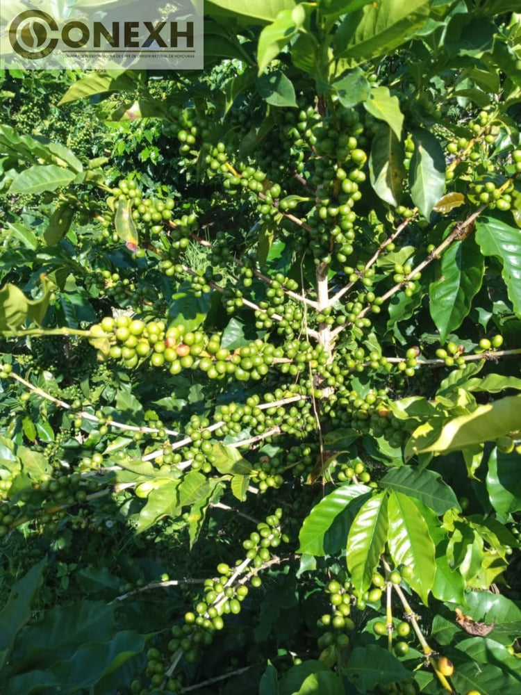 Carlos Mejia, Honduras - Espresso