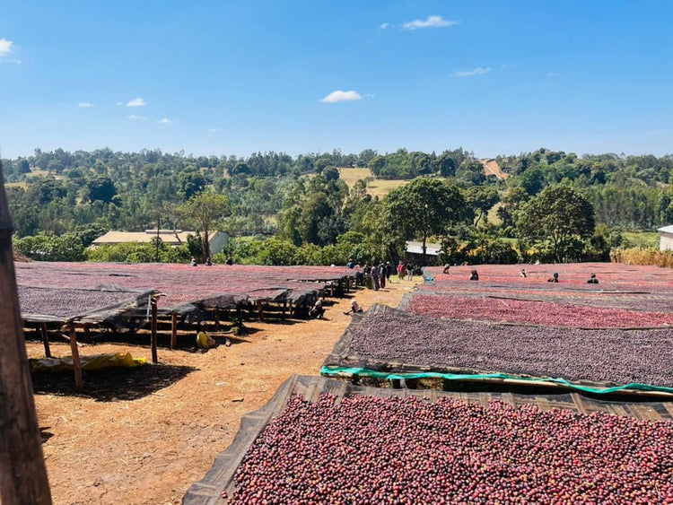 Tullu Demtu, Ethiopia - Filter