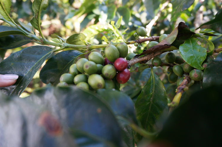 Mabae Peaberry, Kenya - Espresso