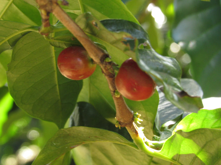 Mabae Peaberry, Kenya - Espresso