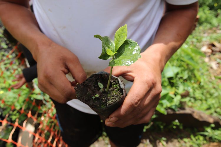 Ayabaca, Peru - Filter