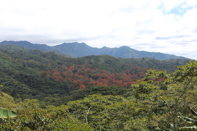 DECAF Dulces Suenos, Nicaragua — Espresso Roast
