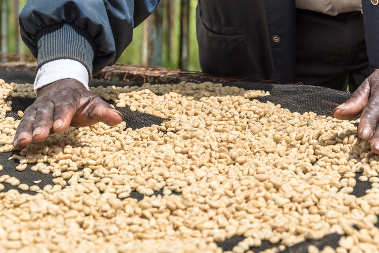 Mabae Peaberry, Kenya - Espresso