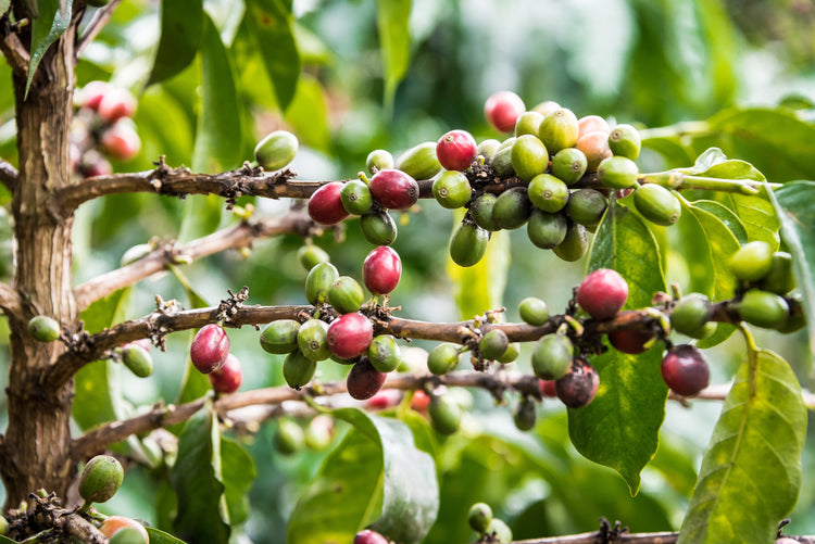 Mabae Peaberry, Kenya - Espresso