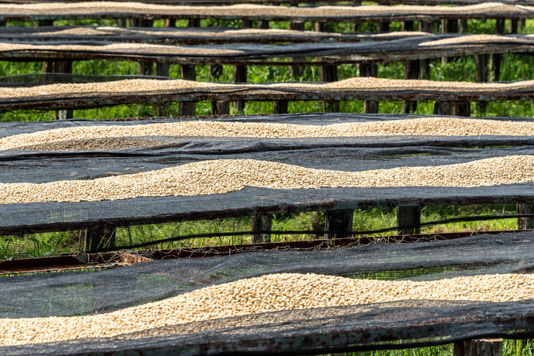 Mabae Peaberry, Kenya - Filter