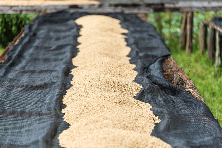 Mabae Peaberry, Kenya - Espresso