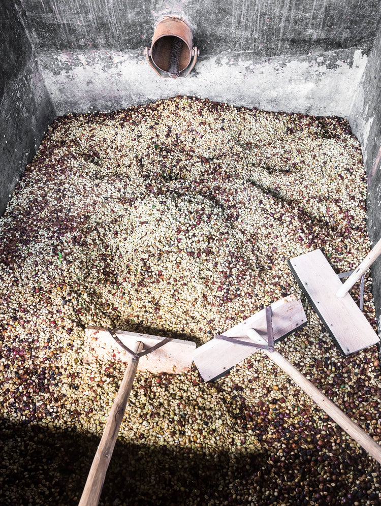 Mabae Peaberry, Kenya - Filter
