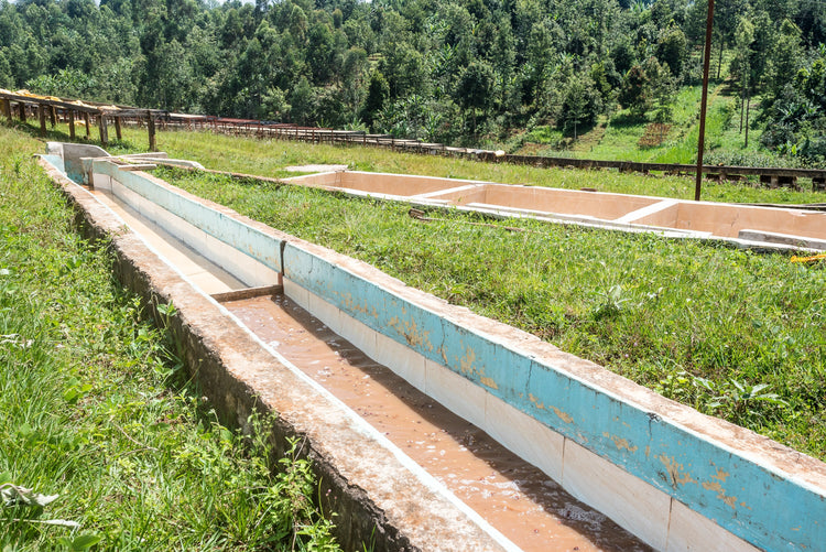 Mabae Peaberry, Kenya - Espresso