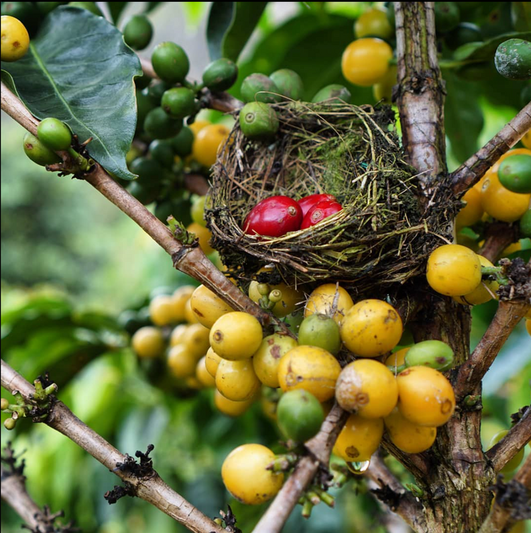 San Agustin, Colombia - Espresso