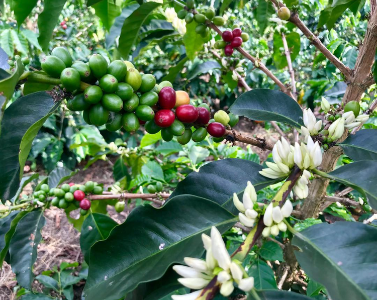 San Agustin, Colombia - Espresso