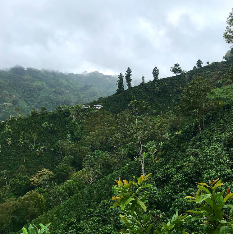 San Agustin, Colombia - Espresso