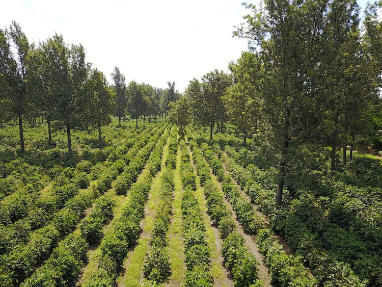 Mondul Estate, Tanzania - Espresso