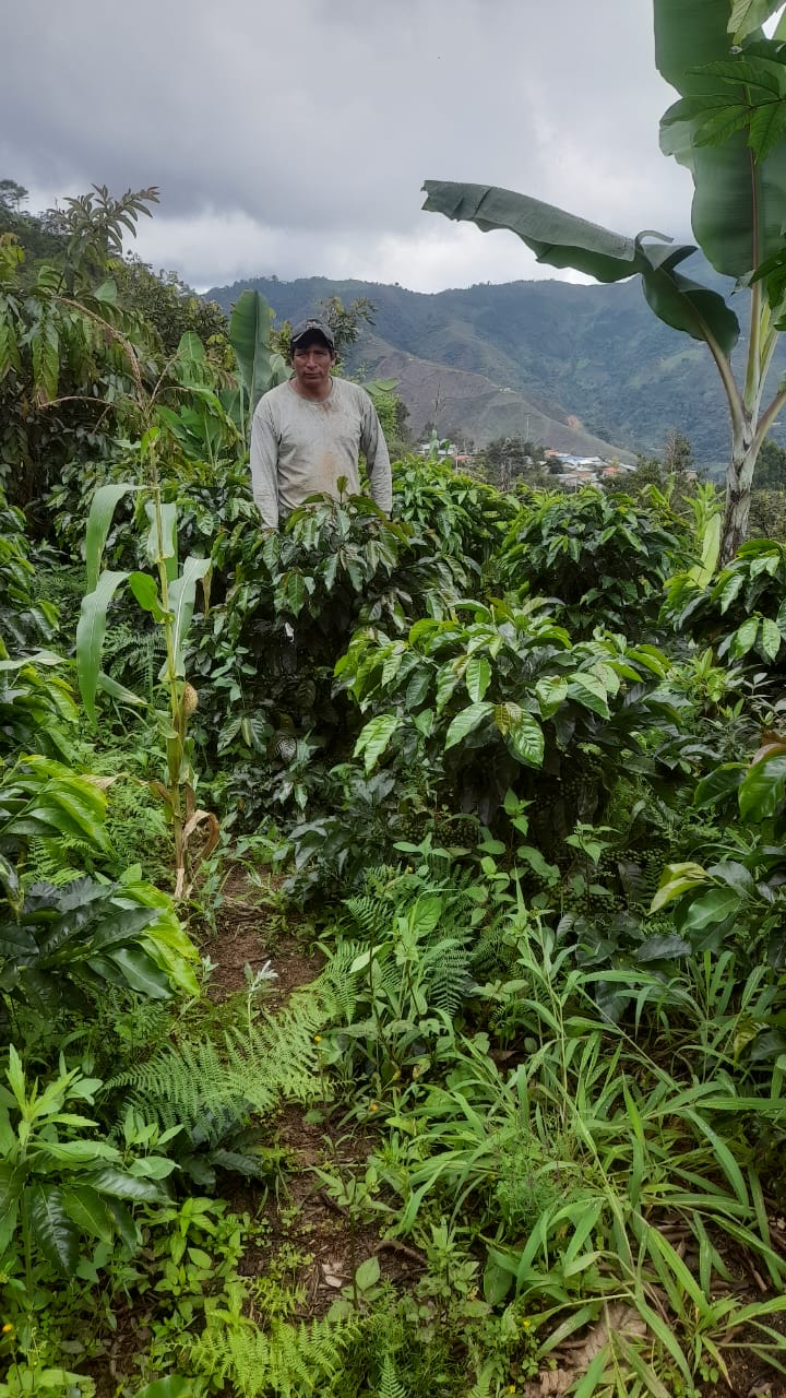 Lino Menor Gesha, Peru - Filter