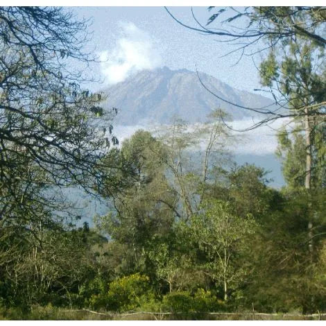Mondul Estate, Tanzania - Filter