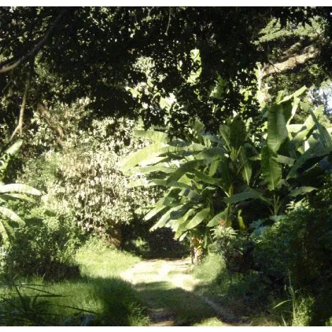 Mondul Estate, Tanzania - Espresso
