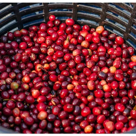 Blue Ayarza, Guatemala - Espresso