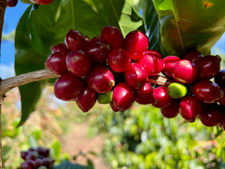 Jose Arnulfo Montiel, El Salvador - Espresso