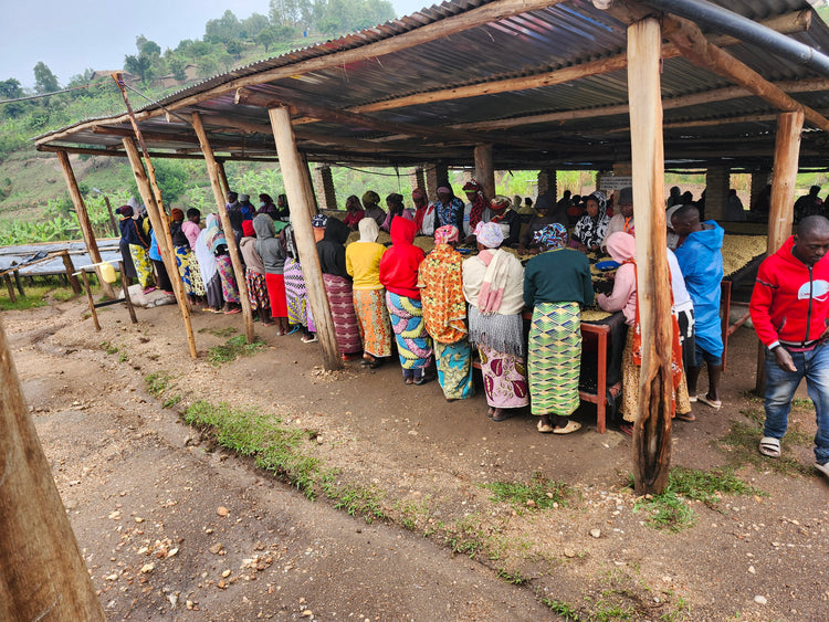 Musaza Lot 3, Rwanda - Espresso