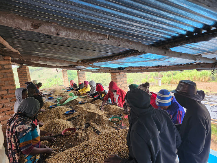 Musaza Lot 3, Rwanda - Espresso