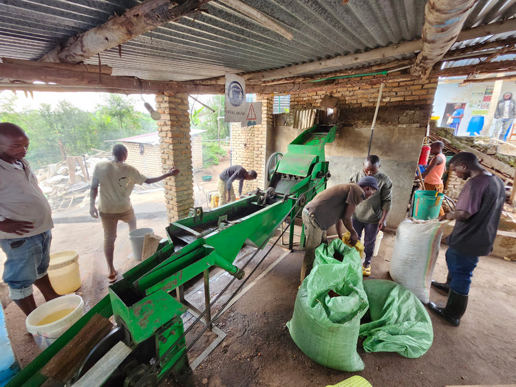 Musaza Lot 3, Rwanda - Filter