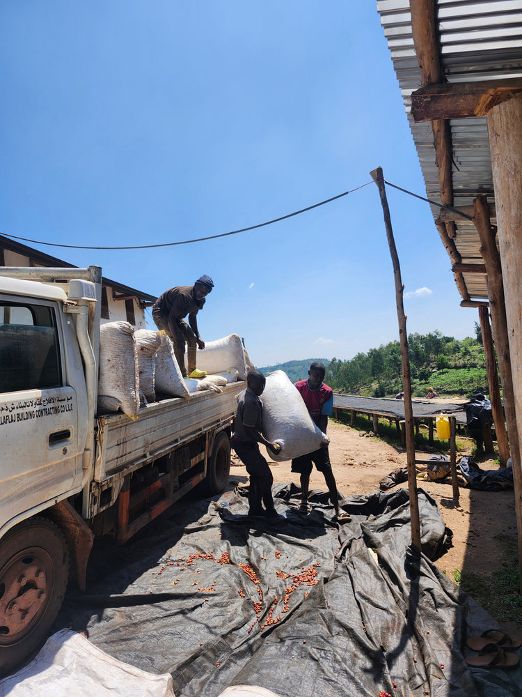 Musaza Lot 3, Rwanda - Espresso