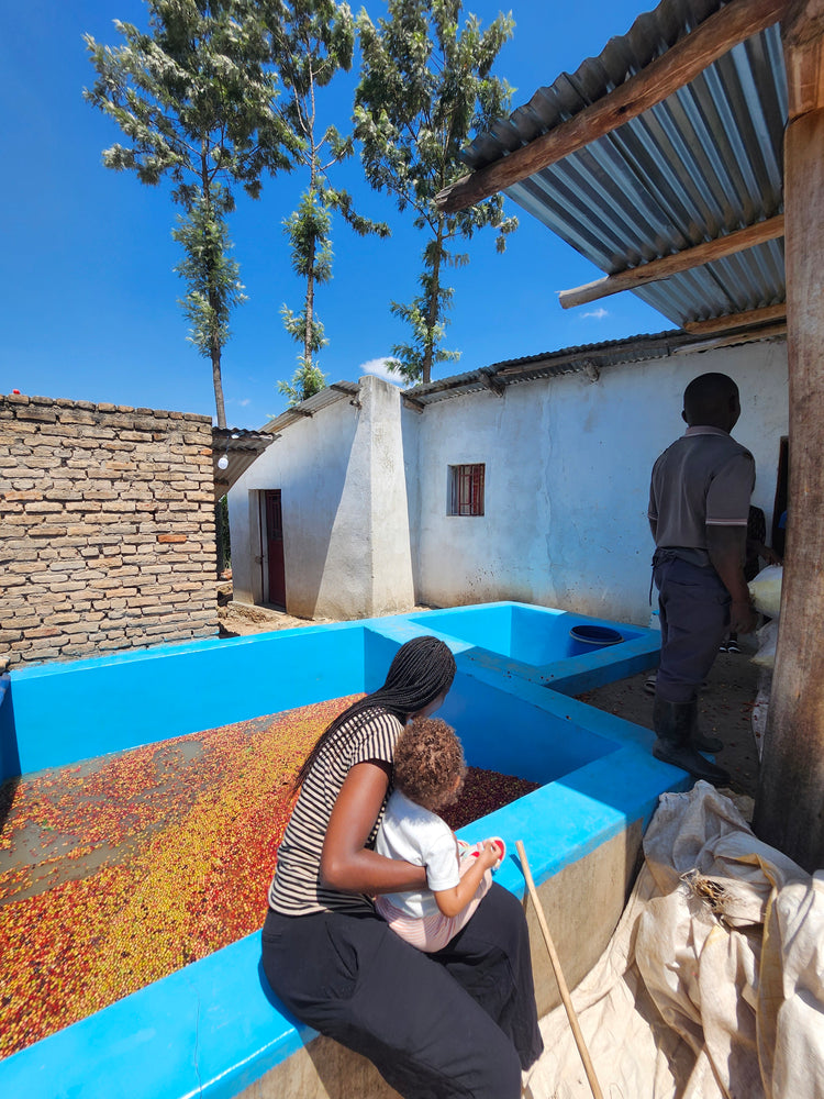 Musaza Lot 3, Rwanda - Espresso