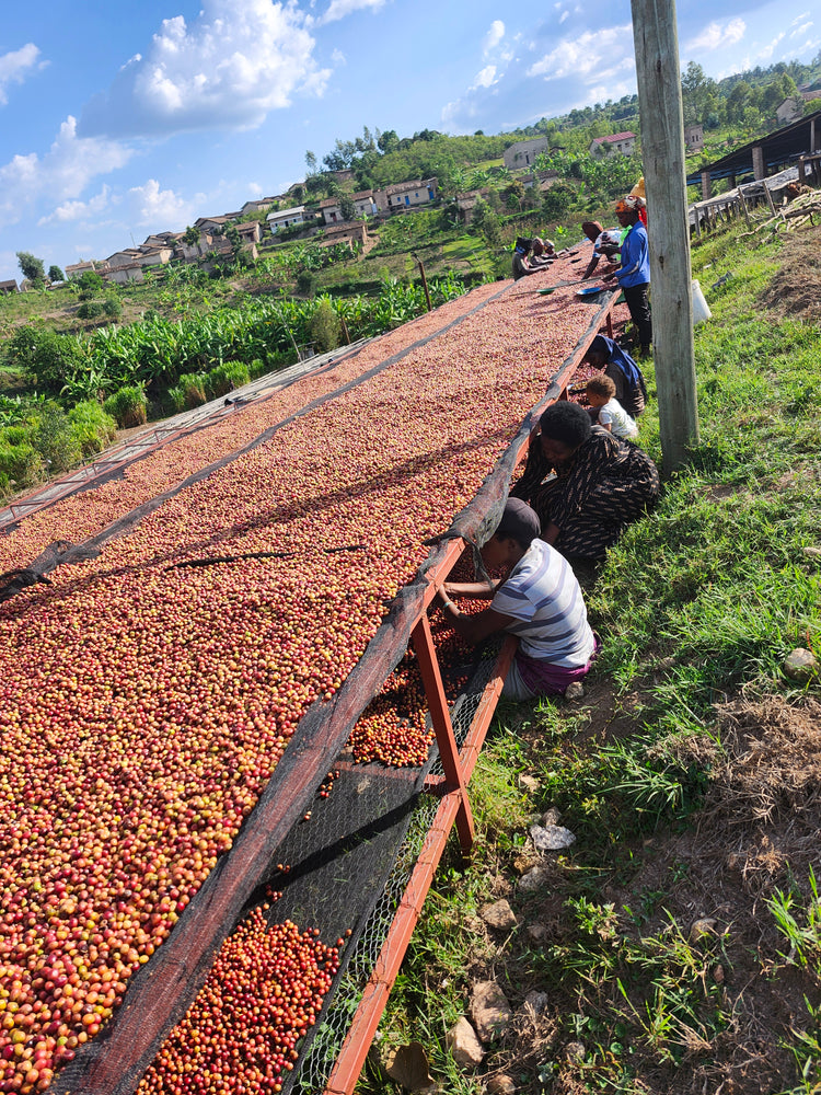 Musaza Lot 3, Rwanda - Espresso