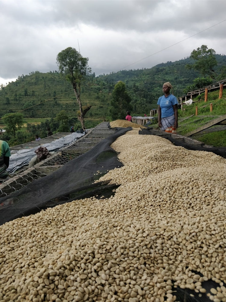 Bugoyi Patrick, Rwanda - Espresso