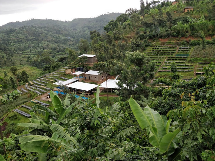 Bugoyi Patrick, Rwanda - Espresso