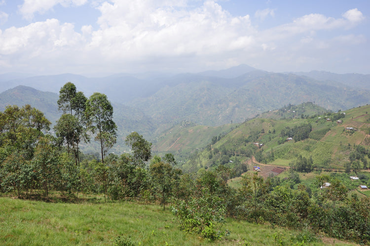 Migoti Hill Lot 14, Burundi - Filter