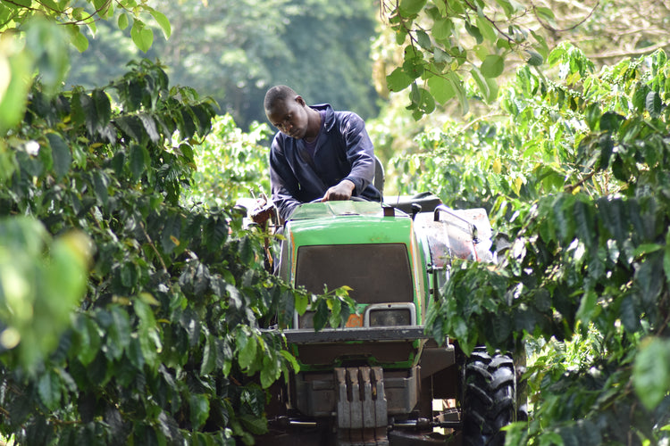 Ngila Estate, Tanzania - Filter