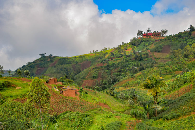 Migoti Hill Lot 1, Burundi - Espresso