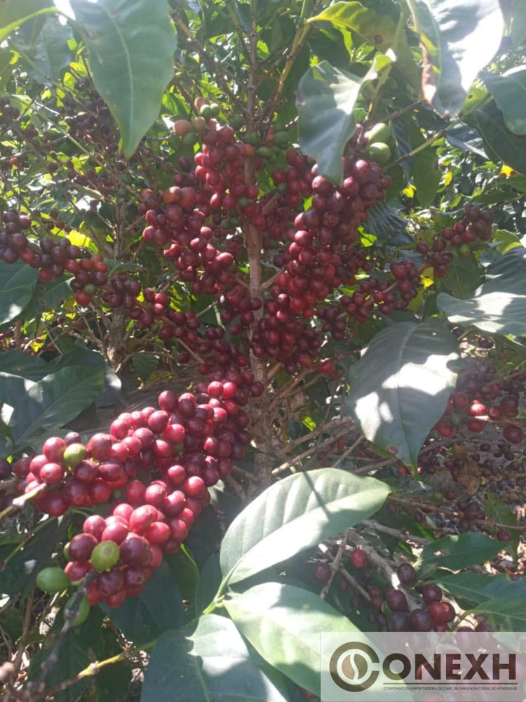 Carlos Mejia, Honduras - Espresso