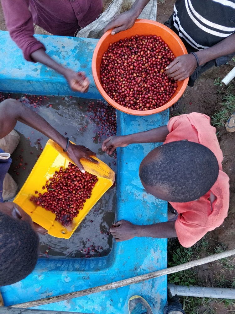 Bugoyi Patrick, Rwanda - Espresso