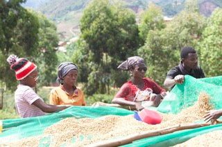 Migoti Hill Lot 14, Burundi - Filter