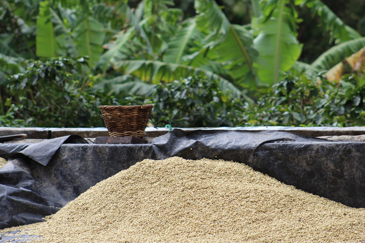 DECAF Dulces Suenos, Nicaragua  — Espresso Roast