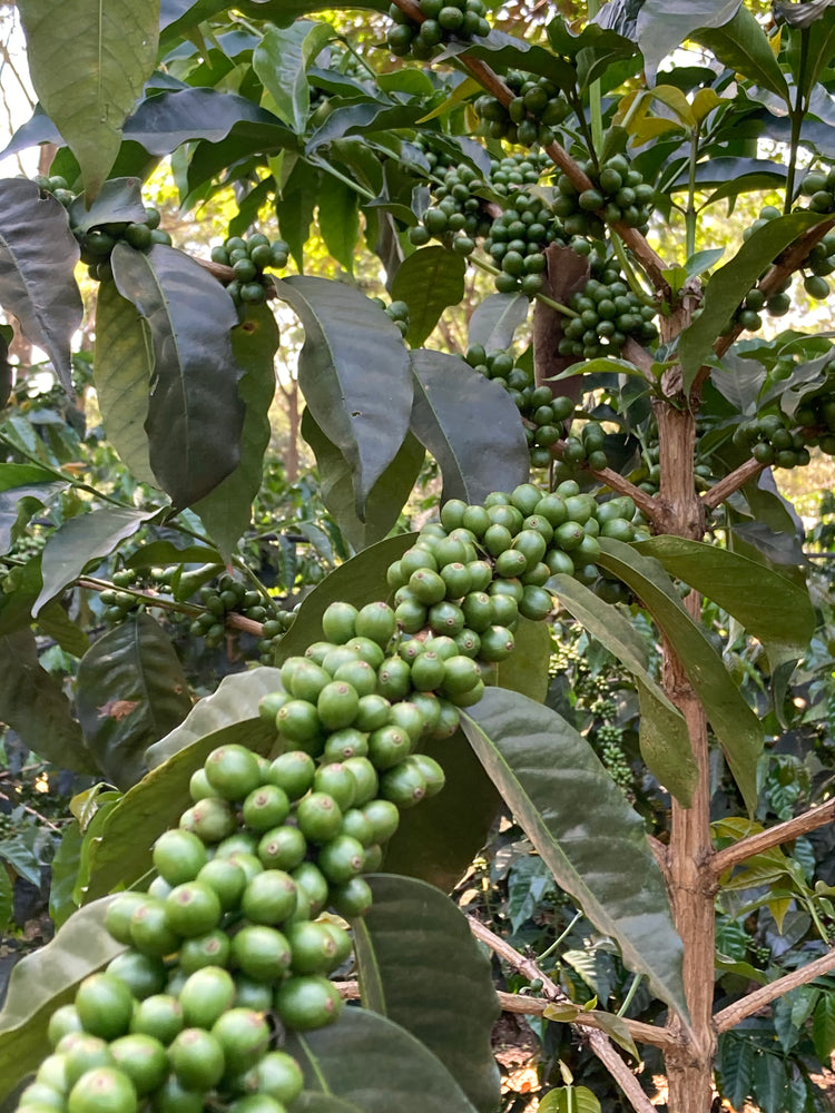 Ngila Estate, Tanzania- Espresso