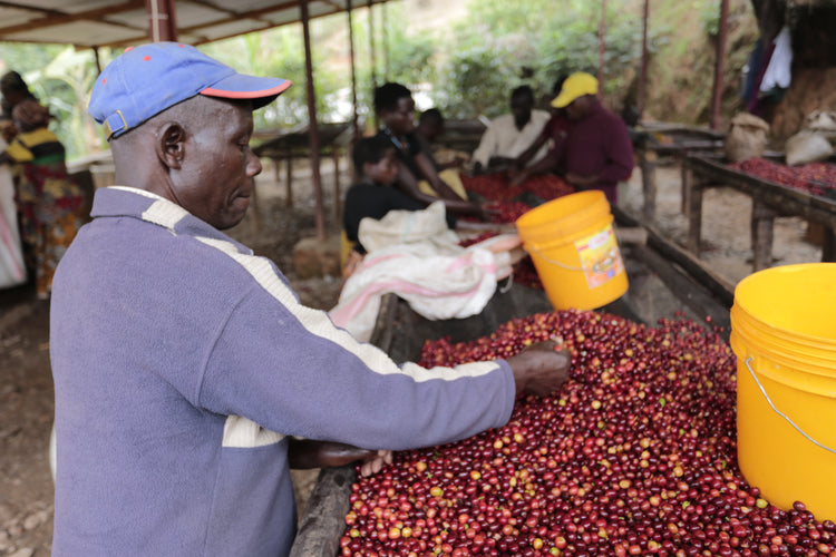 Migoti Hill Lot 1, Burundi - Espresso