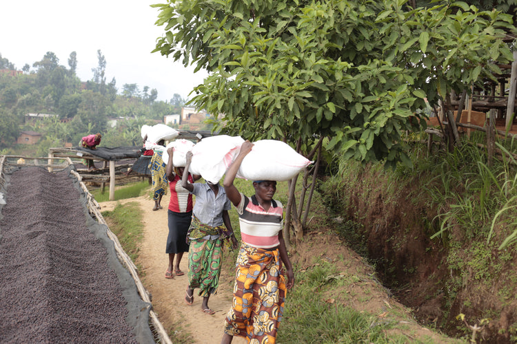 Migoti Hill Lot 1, Burundi - Espresso