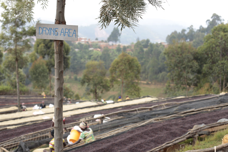Migoti Hill Lot 1, Burundi - Espresso