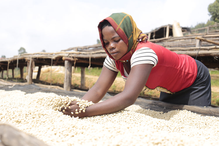 Migoti Hill Lot 1, Burundi - Espresso