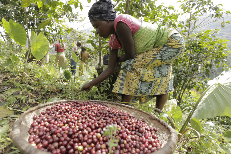 Migoti Hill Lot 1, Burundi - Espresso