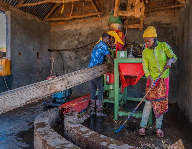 Nsoga, Tanzania - Espresso